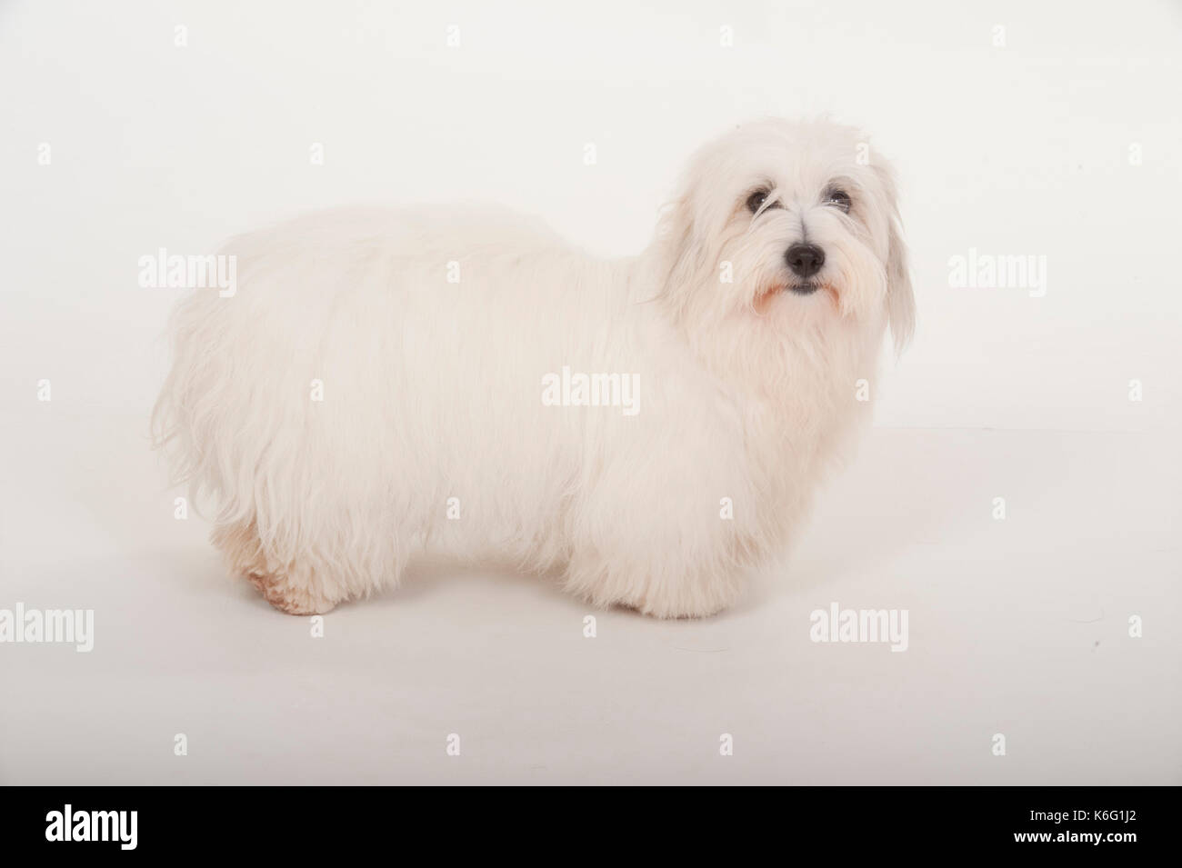 Le Coton de Tulear, debout, studio, fond blanc Banque D'Images