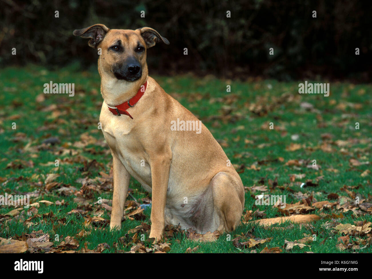 Race de chien bâtard, beige et marron, assis dans le jardin, femme, col  rouge, les oreilles, alerte Photo Stock - Alamy