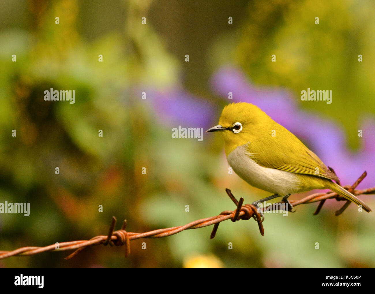 Sri Lanka l'oeil blanc oiseau vert sur les barbelés Banque D'Images