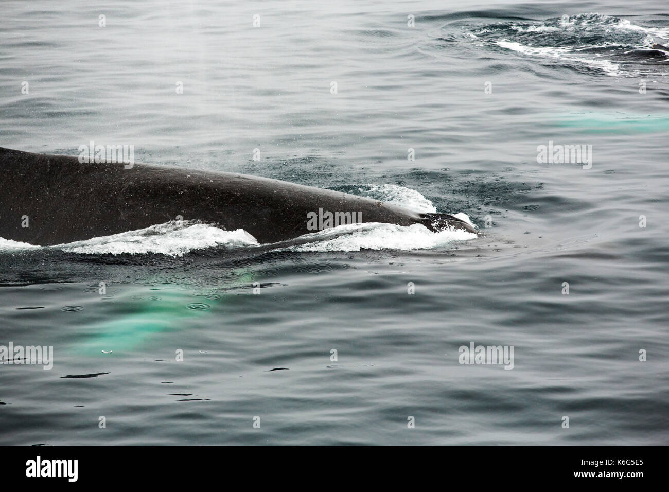 Baleine à bosse (Megaptera novaeangliae) baignade dans la baie de Wilhelmina, Antarctique Banque D'Images