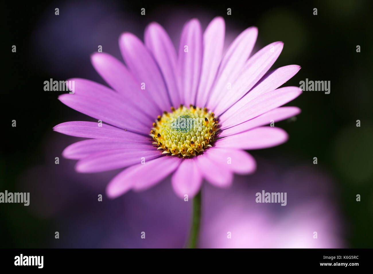 Ostéospermum - African daisy Flower Banque D'Images