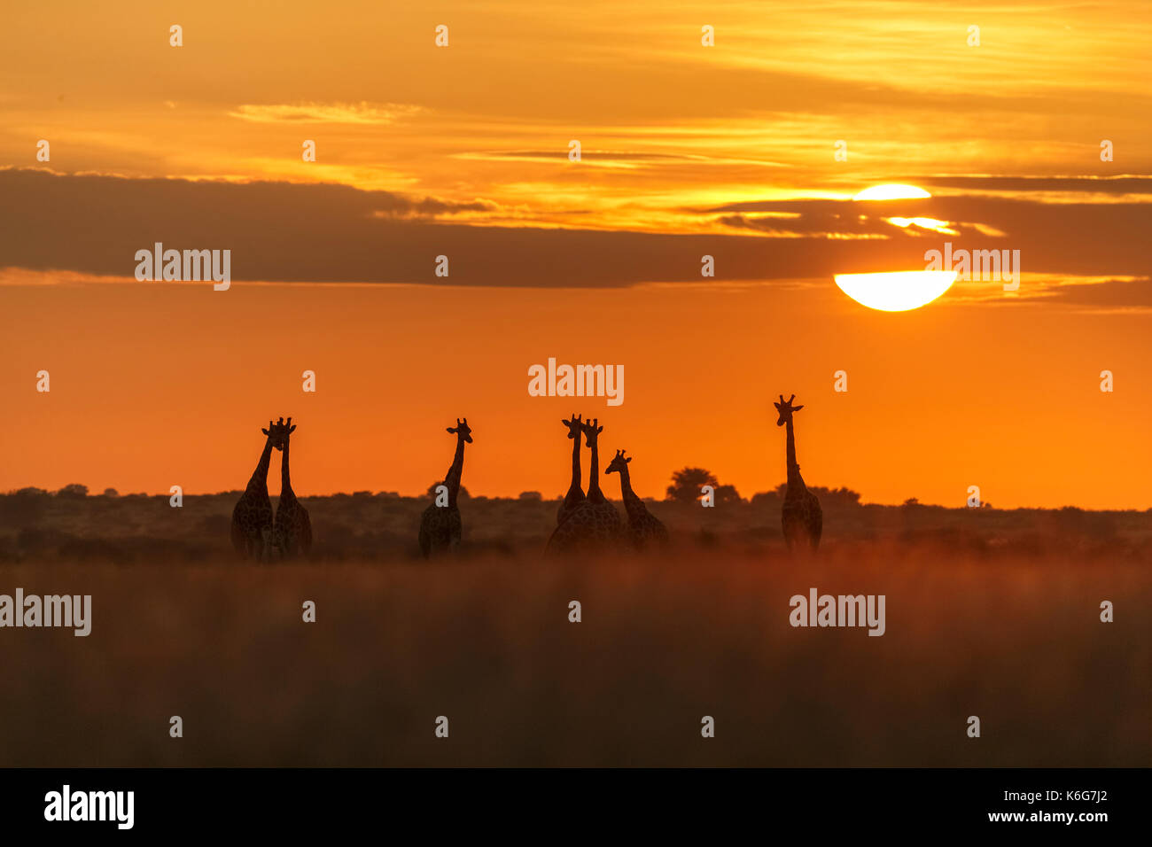 Troupeau de girafes au lever du soleil, dans le centre du parc national du Kalahari, botswana, lumière dorée dans l'herbe haute. Banque D'Images