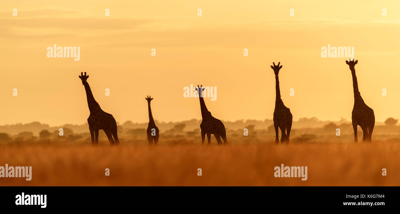 Troupeau de girafes au lever du soleil, dans le centre du parc national du Kalahari, botswana, lumière dorée dans l'herbe haute. Banque D'Images