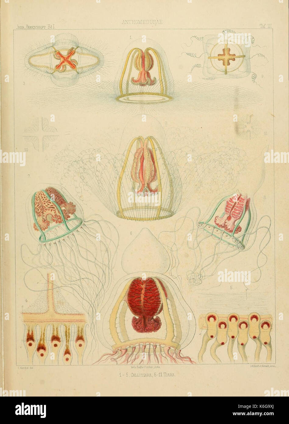 Denkschriften der Naturwissenschaftlichen Medicinisch Gesellschaft zu Jena (Taf. III) (7186335701) Banque D'Images