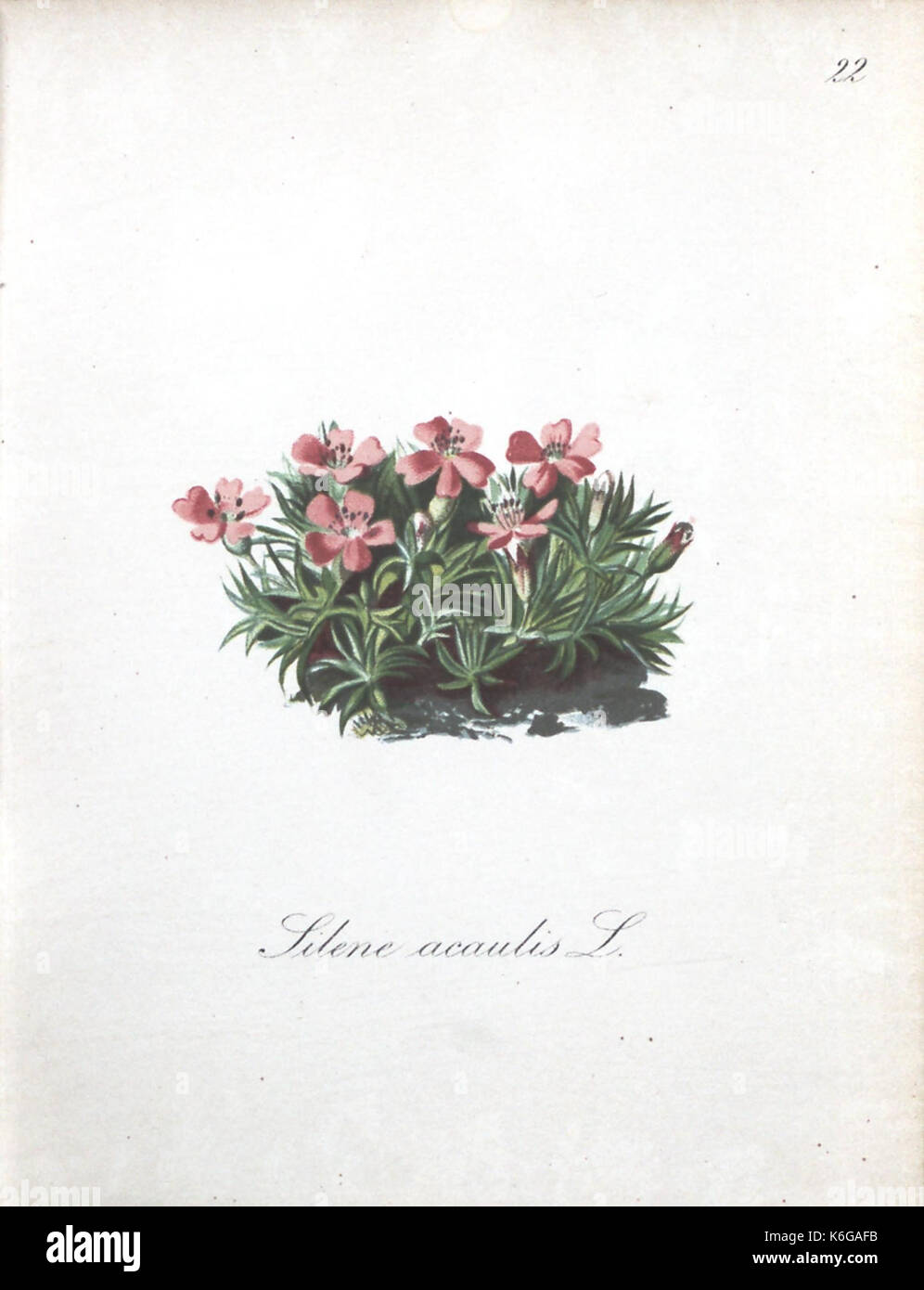 Die Alpenpflanzen nach der Natur gemalt (page 22) (7215950468) Banque D'Images