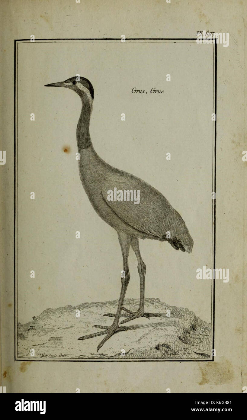 Description, vertus et usages de sept cents dix neuf plantes (planche 683) (11453259375) Banque D'Images