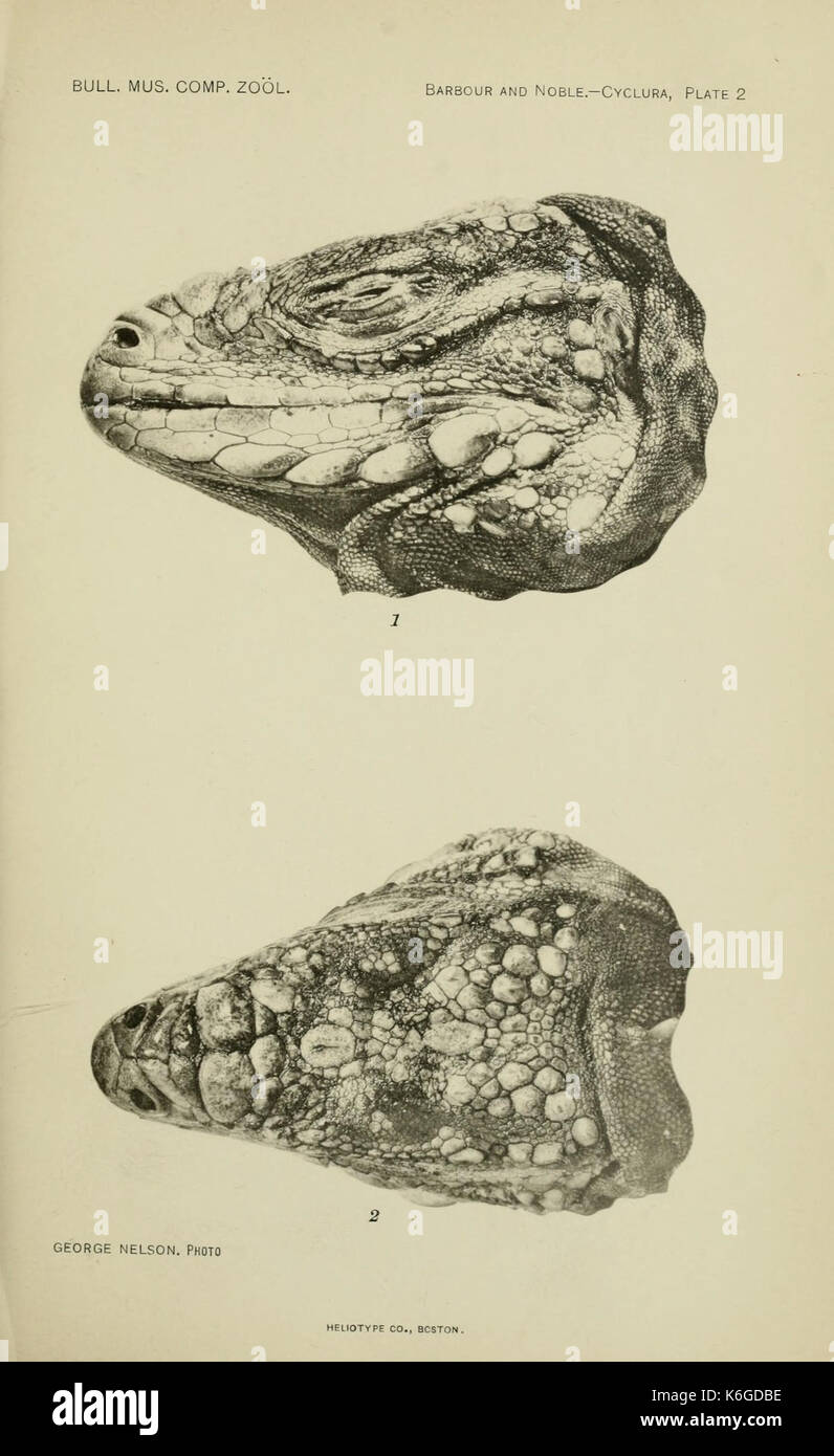 Bulletin du Museum of Comparative Zoology de Harvard College (6074168993) Banque D'Images