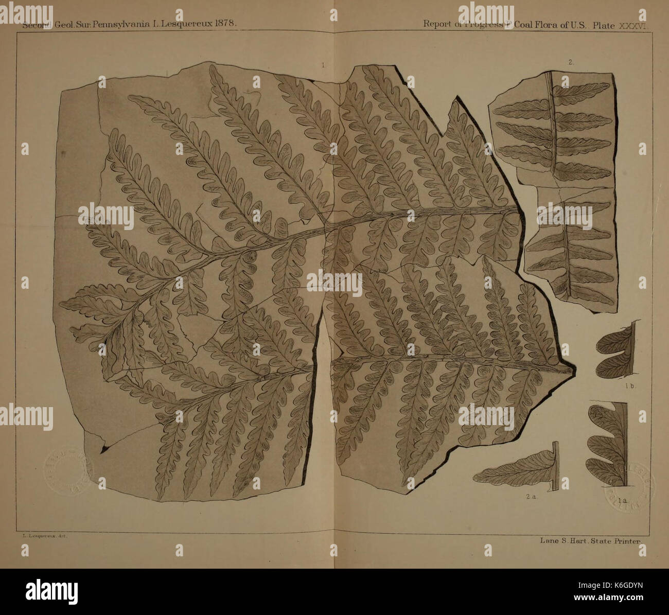 Description de la flore du charbon de la formation Carbonifère en Pennsylvanie et dans l'ensemble des Etats-Unis (Planche XXXVII) (22120175691) Banque D'Images
