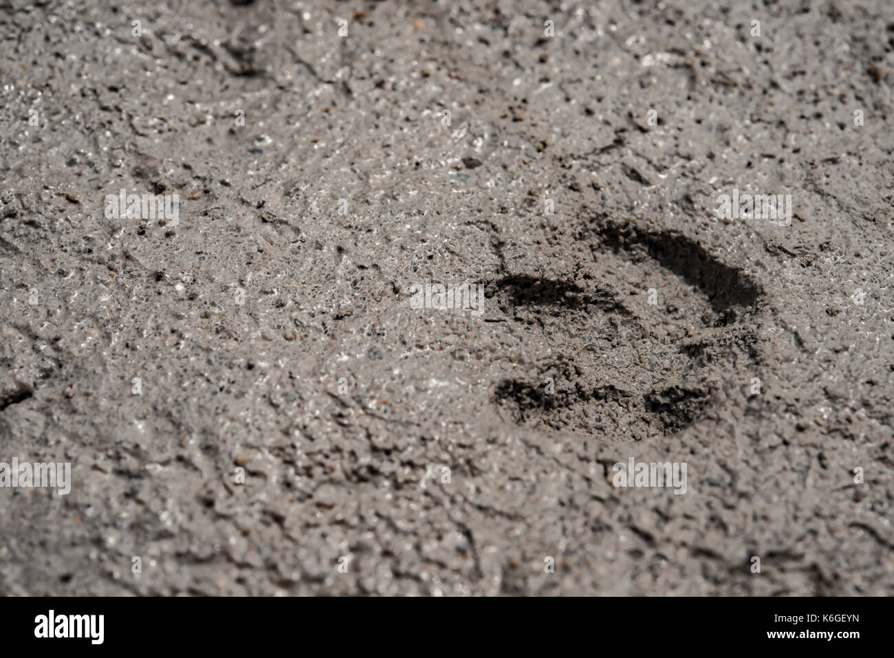 L'empreinte d'animaux sur le ciment Banque D'Images