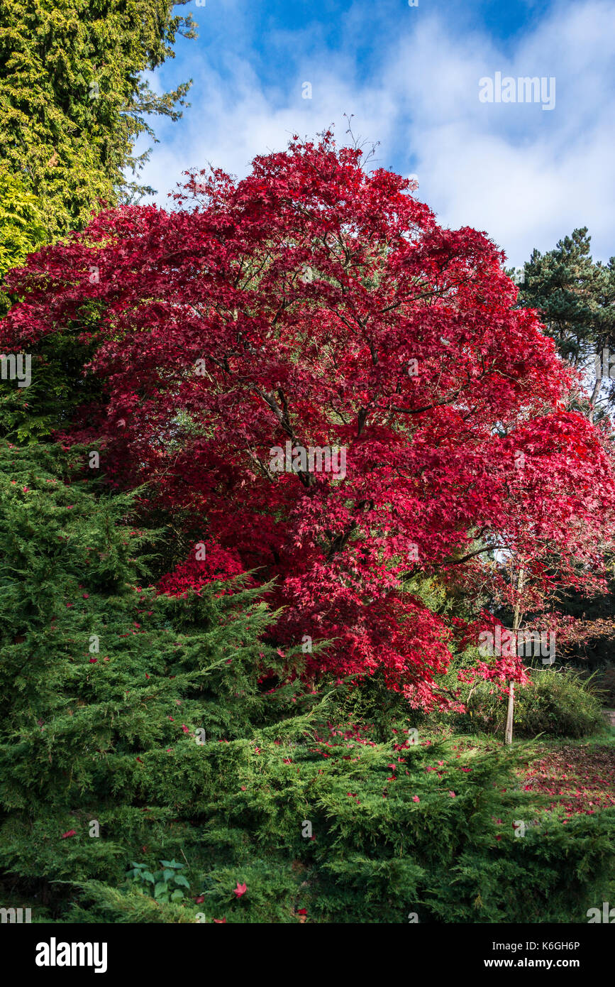 Verwunderlich Acer P Atropurpureum Ebenbild