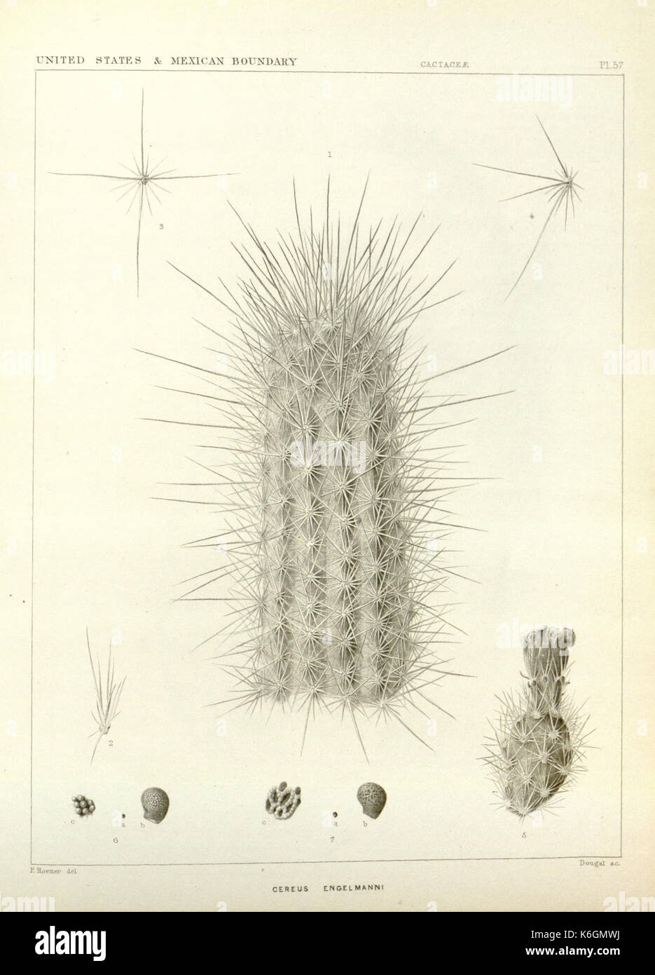 Cactaceae de la frontière de la plaque (57) BHL8100672 Banque D'Images