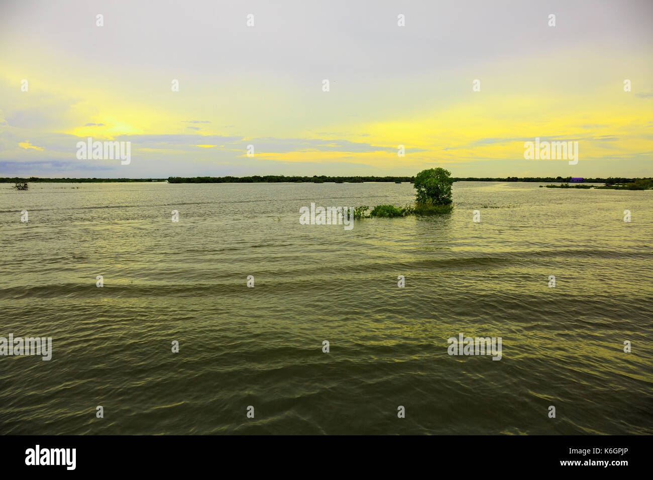 Le flottement des plantes dans une rivière sous un ciel paisible dans la soirée. Banque D'Images