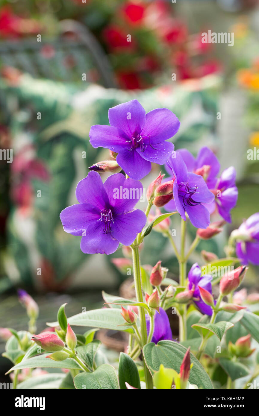 Tibouchina urvilleana. Gloire bush flower Banque D'Images