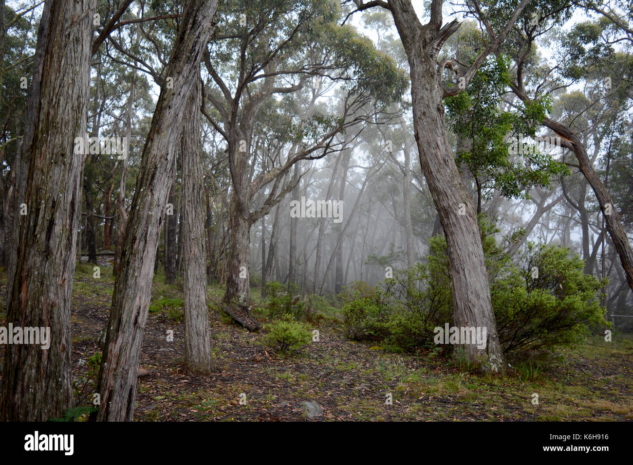 Bush brumeux en début de matinée en Australie. Banque D'Images