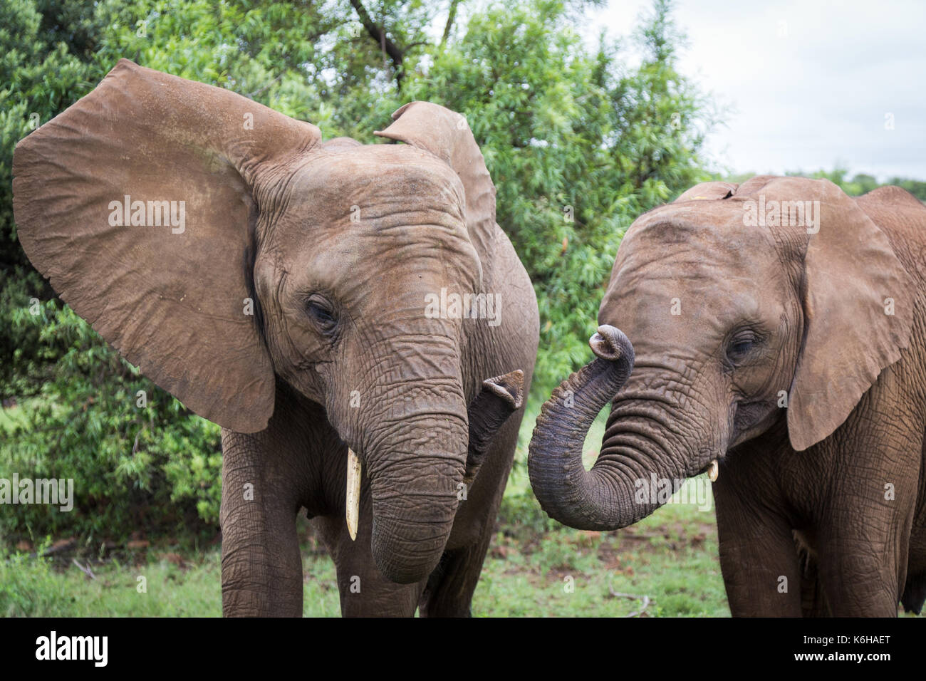 Deux éléphants africains wrap trunks ensemble. Banque D'Images