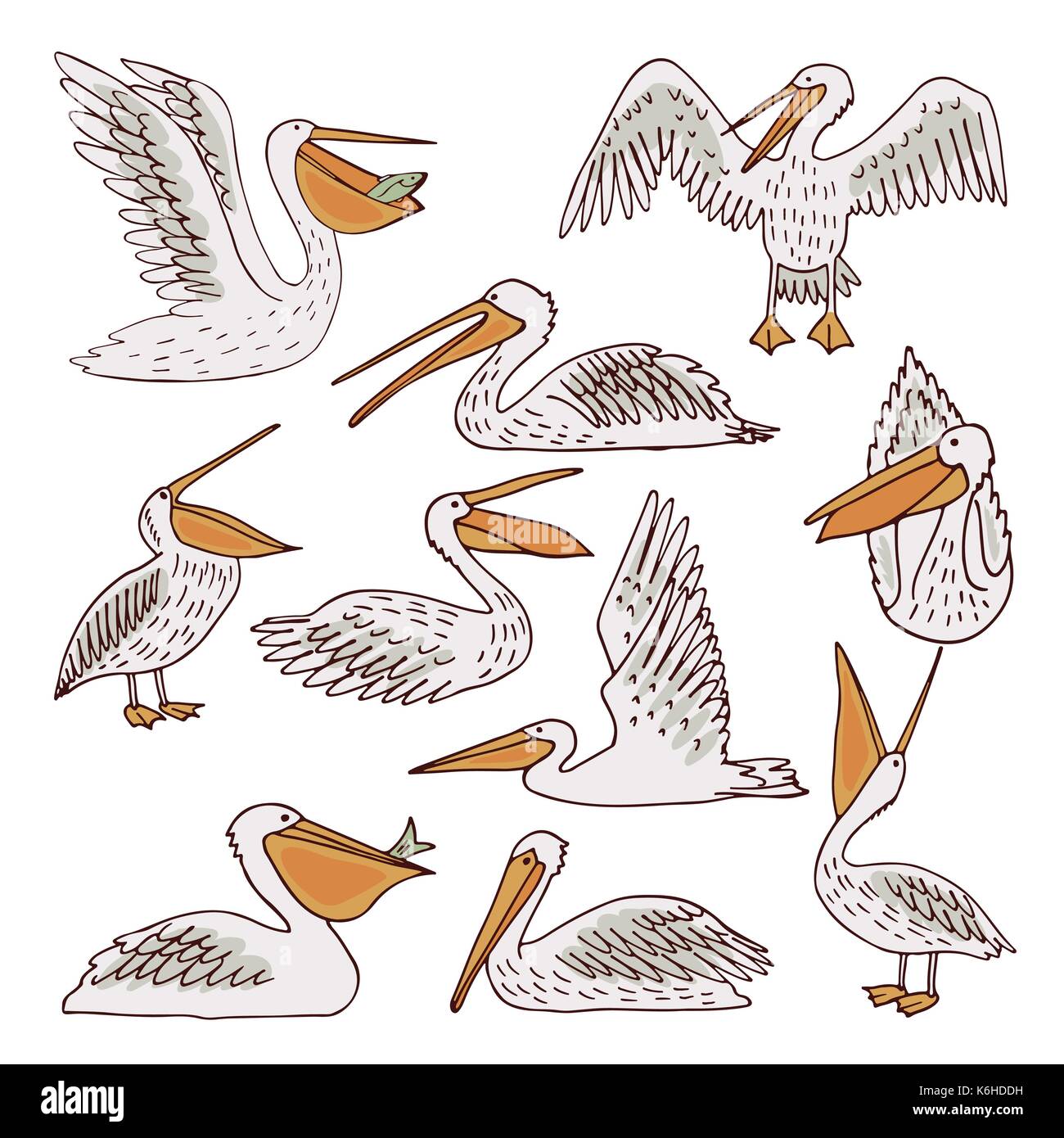 Les pélicans, vecteur, illustration Illustration de Vecteur
