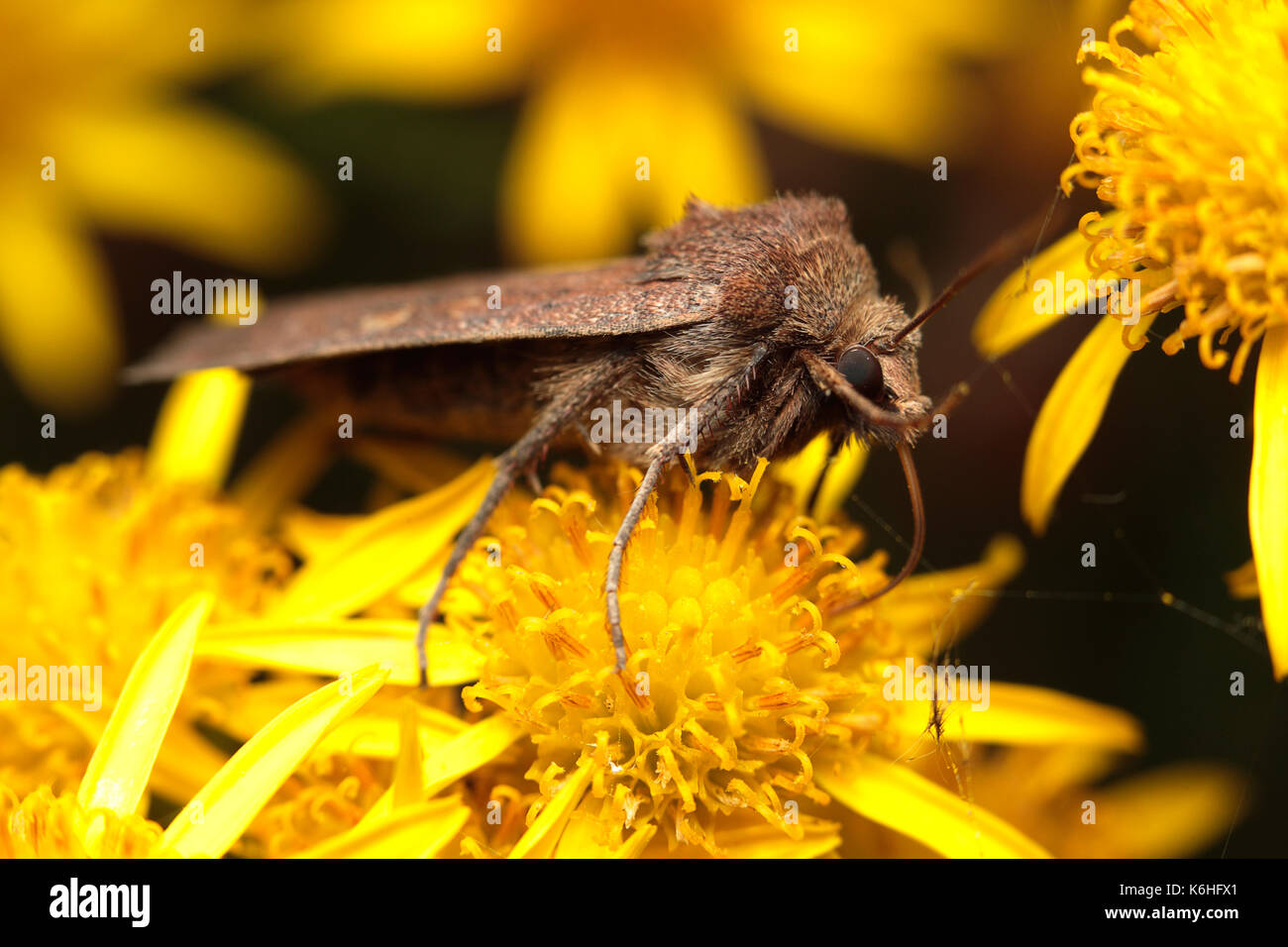 Brown jour lépidoptère alimentation nectar Banque D'Images