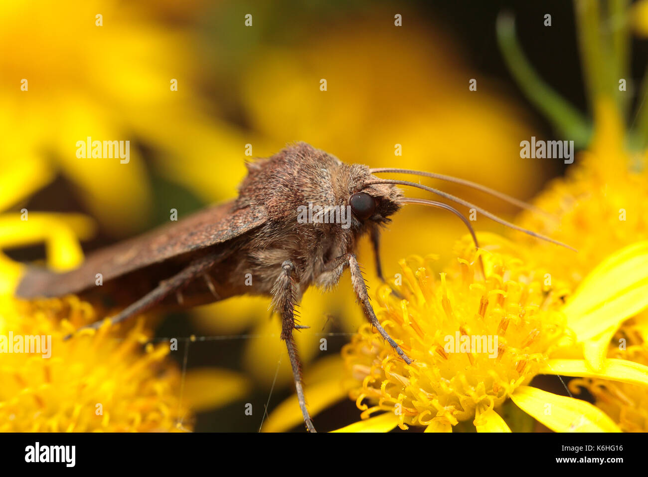 Brown jour lépidoptère alimentation nectar Banque D'Images