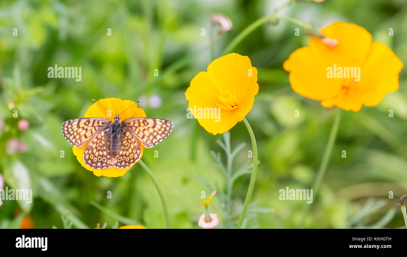 Papillon sur une fleur jaune Banque D'Images