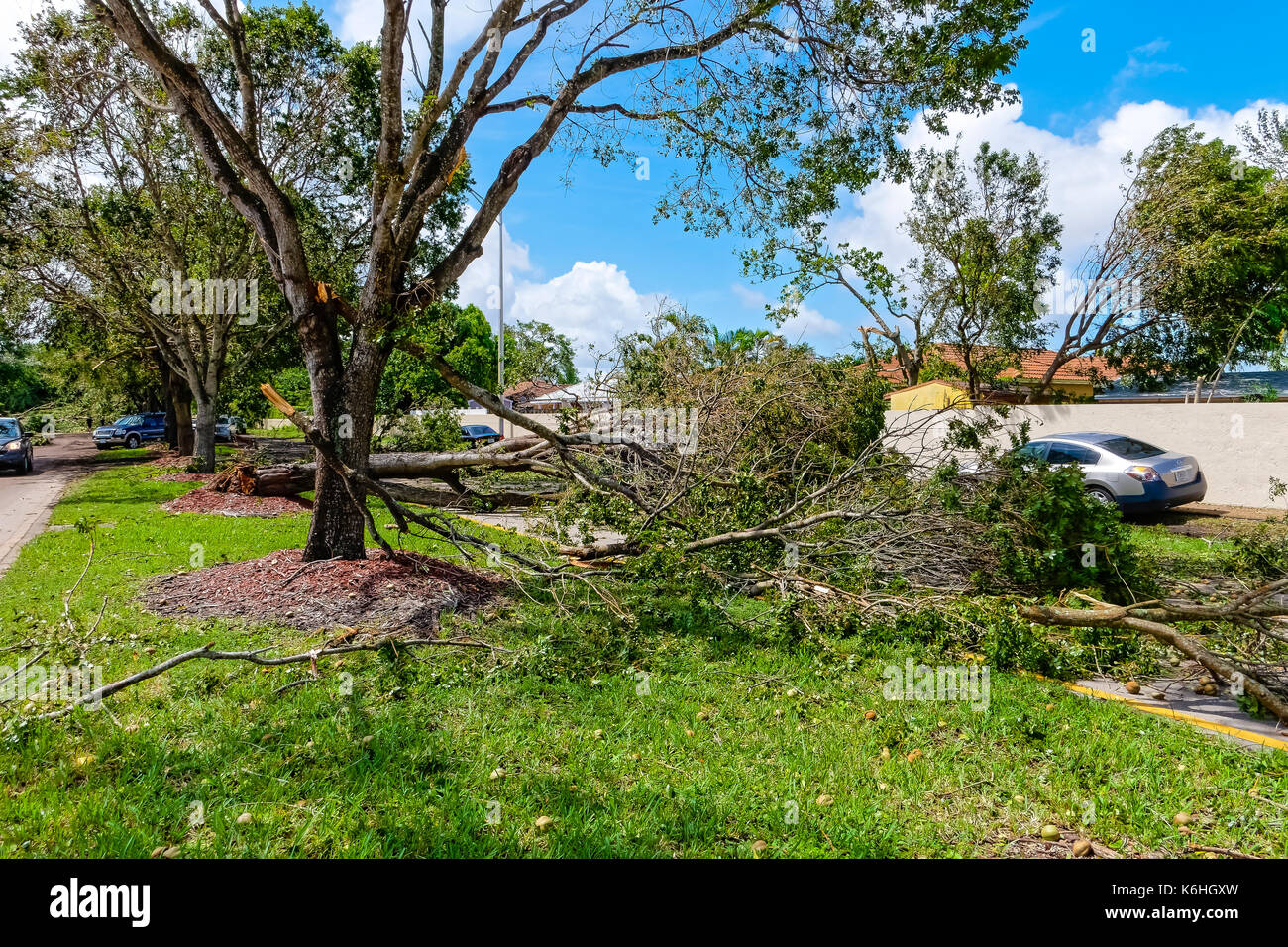 Les arbres renversés par le cyclone irma bloquant la rue. Miami. Banque D'Images