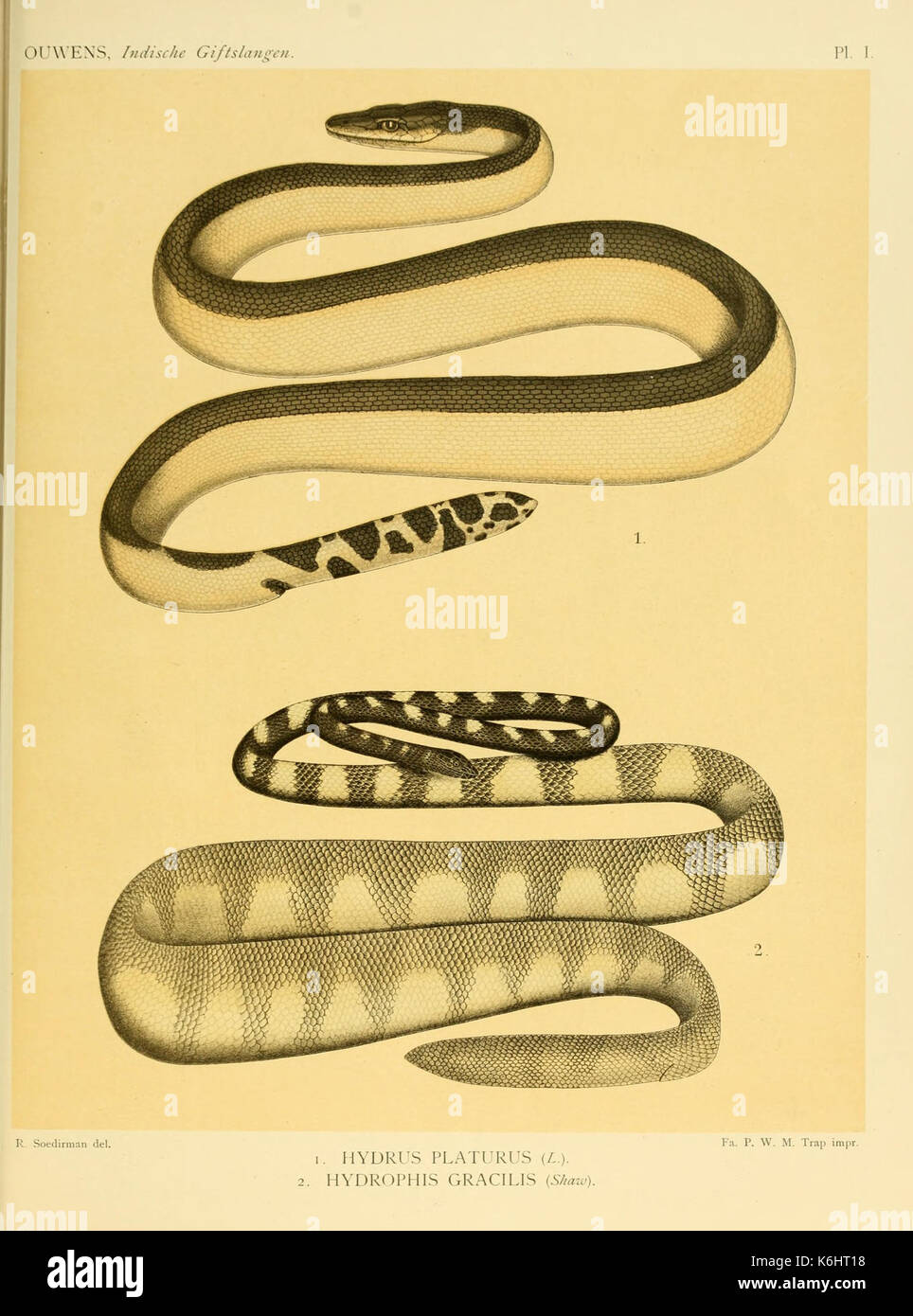 De voornaamste giftslangen van Nederlandsch Oost Indie (Planche I) BHL3704719 Banque D'Images