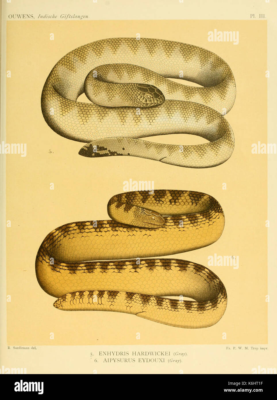 De voornaamste giftslangen van Nederlandsch Oost Indie (Tôles III) BHL3704723 Banque D'Images