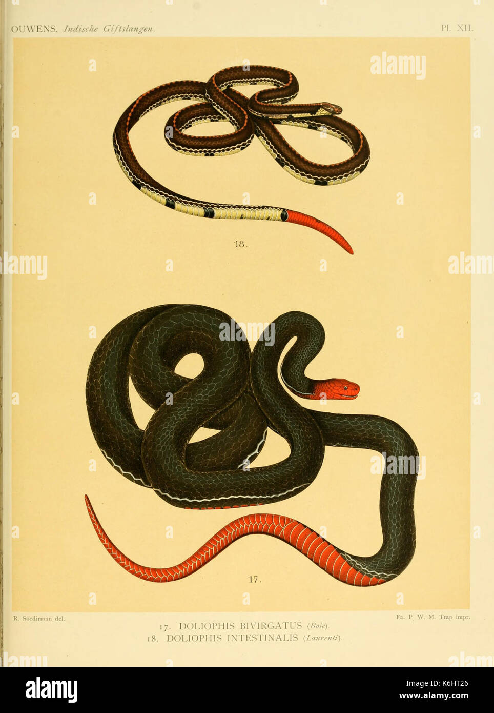 De voornaamste giftslangen van Nederlandsch Oost Indie (Planche XII) BHL3704741 Banque D'Images