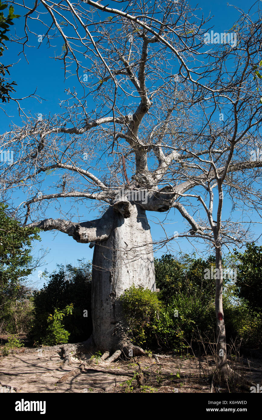 Baobab, Antsiranana, Diego Suarez, Madagascar Banque D'Images