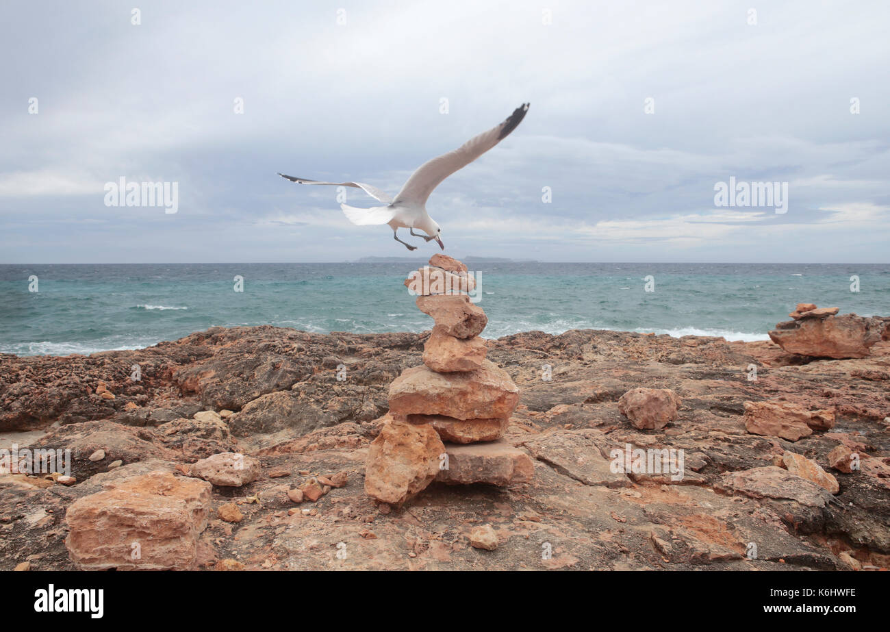 L'atterrissage sur des monticules de roches seagull Banque D'Images