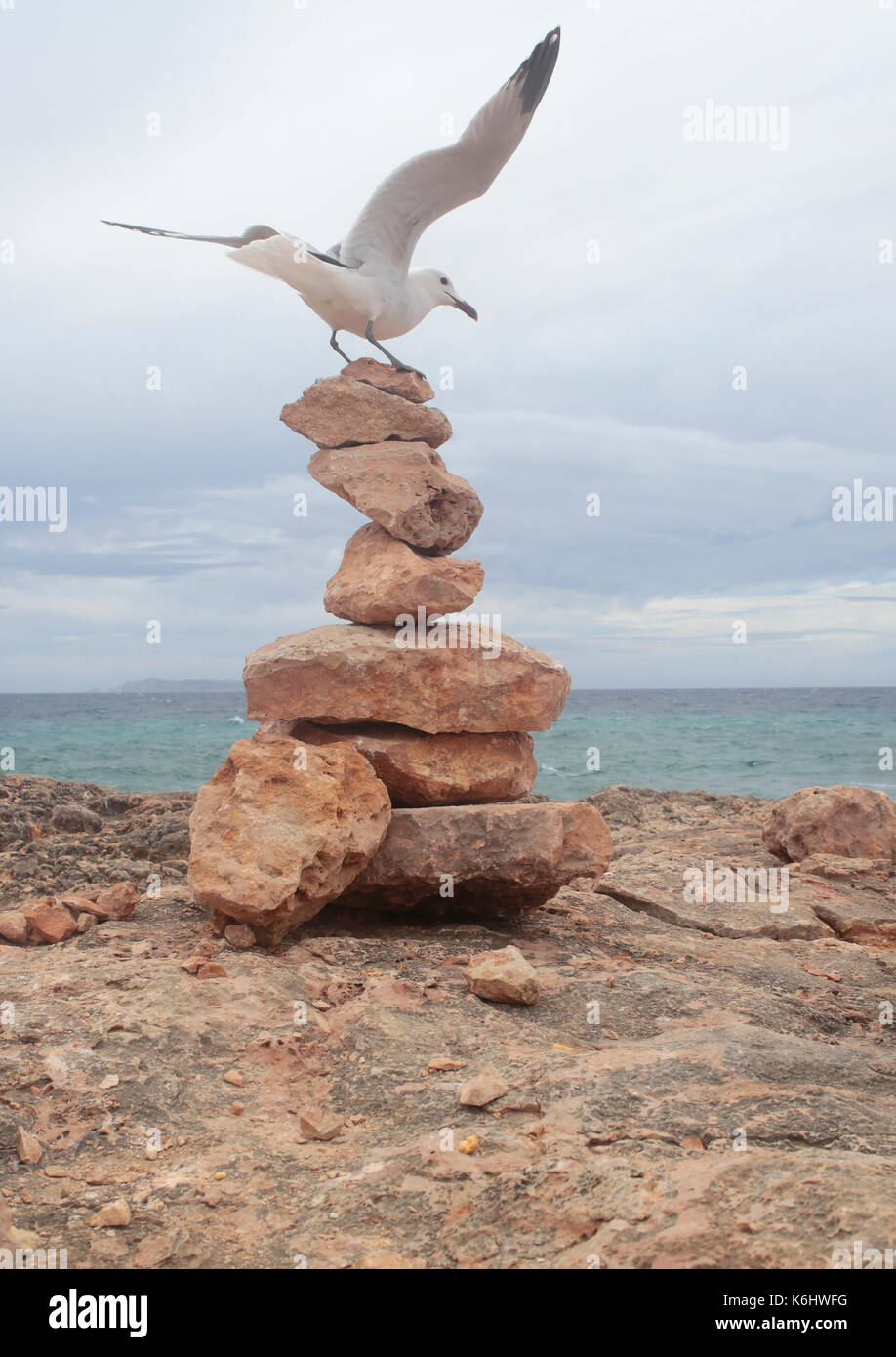 L'atterrissage sur des monticules de roches seagull Banque D'Images