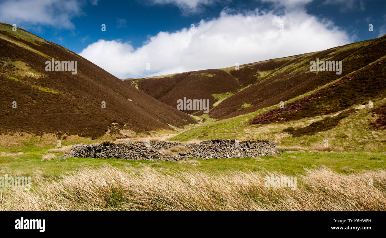 Un mur de pierre sèche partiellement ruiné en pâturage de moutons bergerie se trouve dans la petite vallée de Dewar Gill sous l'Moorfoot Hills dans le sud de l'Ecosse Banque D'Images