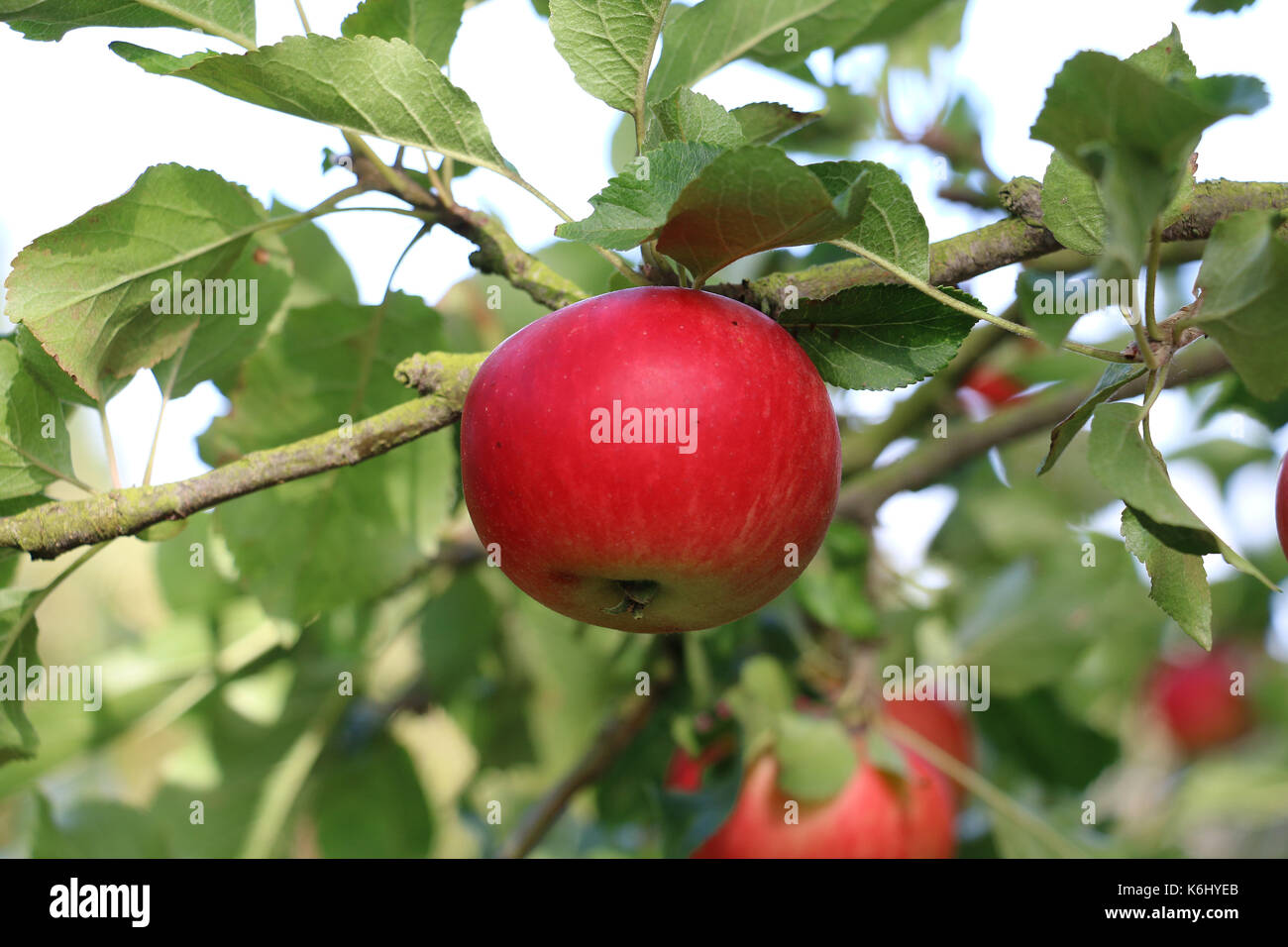 Découverte rouge fruits apple, Malus domestica, suspendu à la branche d'un pommier à la fin de l'été, Shropshire, Angleterre. Banque D'Images