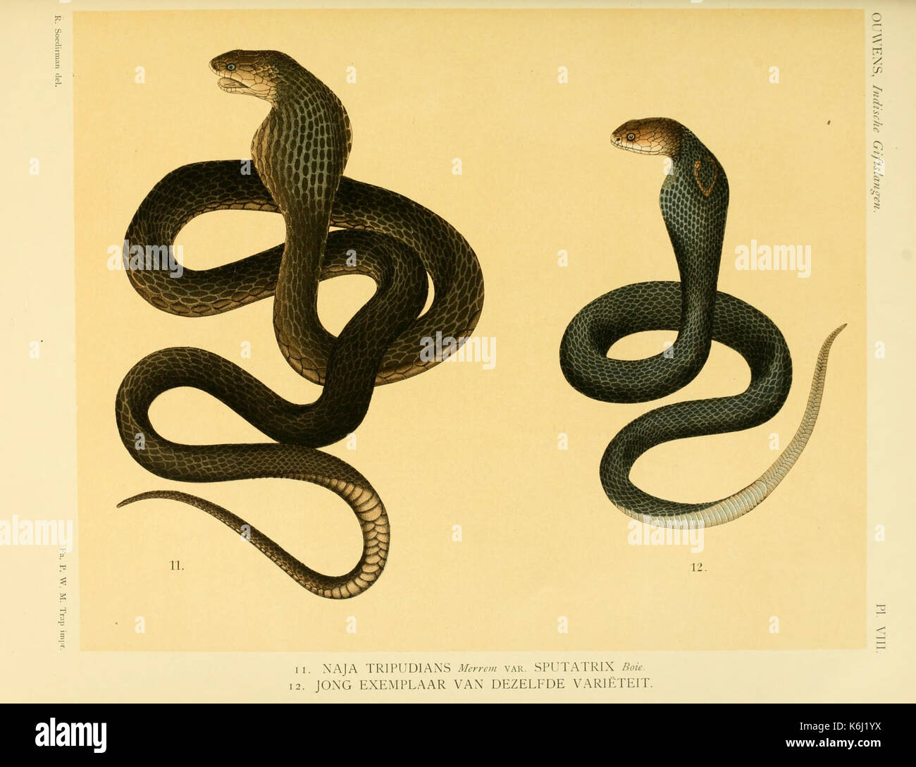 De voornaamste giftslangen van Nederlandsch Oost Indie (Planche VIII) BHL3704733 Banque D'Images