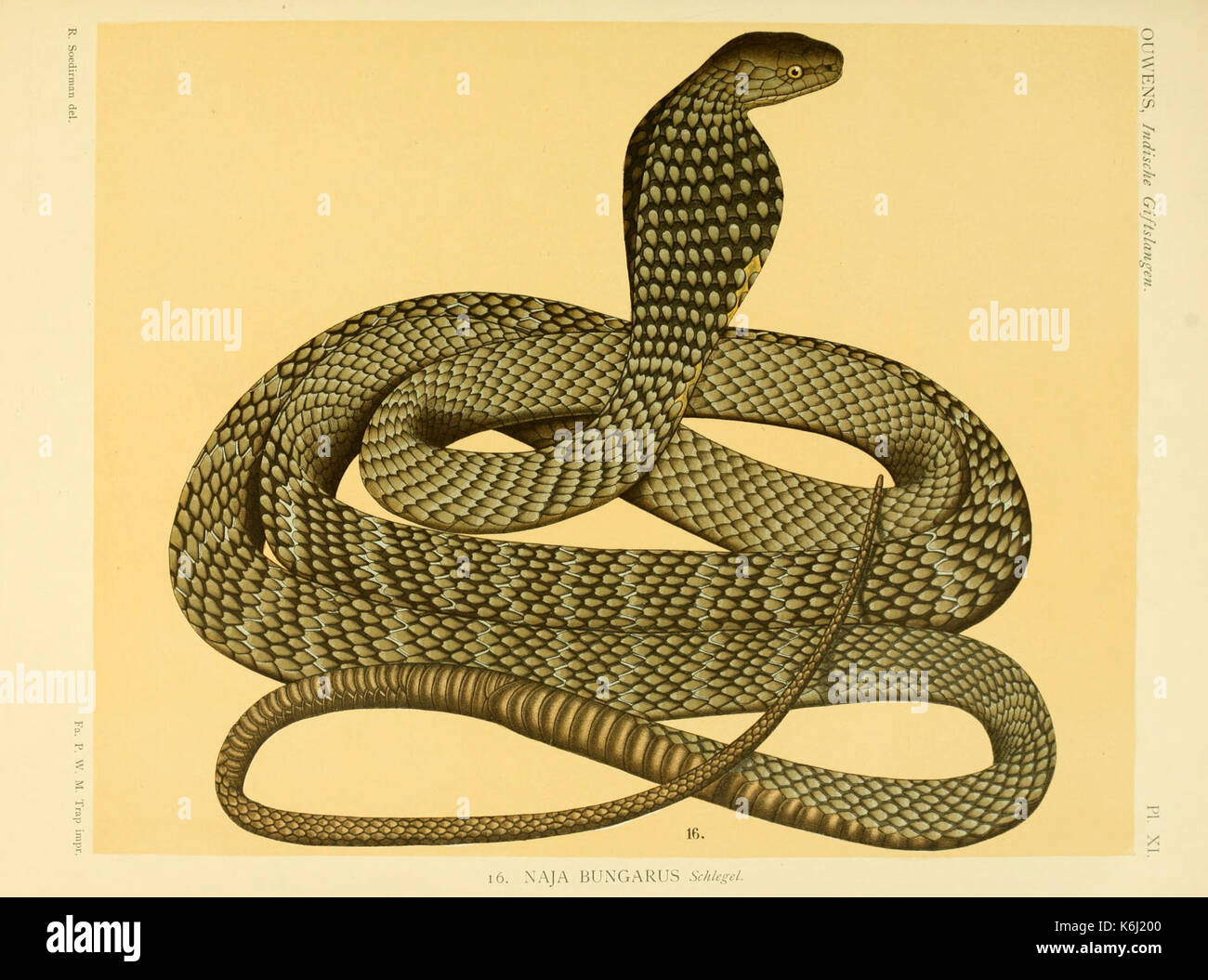 De voornaamste giftslangen van Nederlandsch Oost Indie (Planche XI) BHL3704739 Banque D'Images