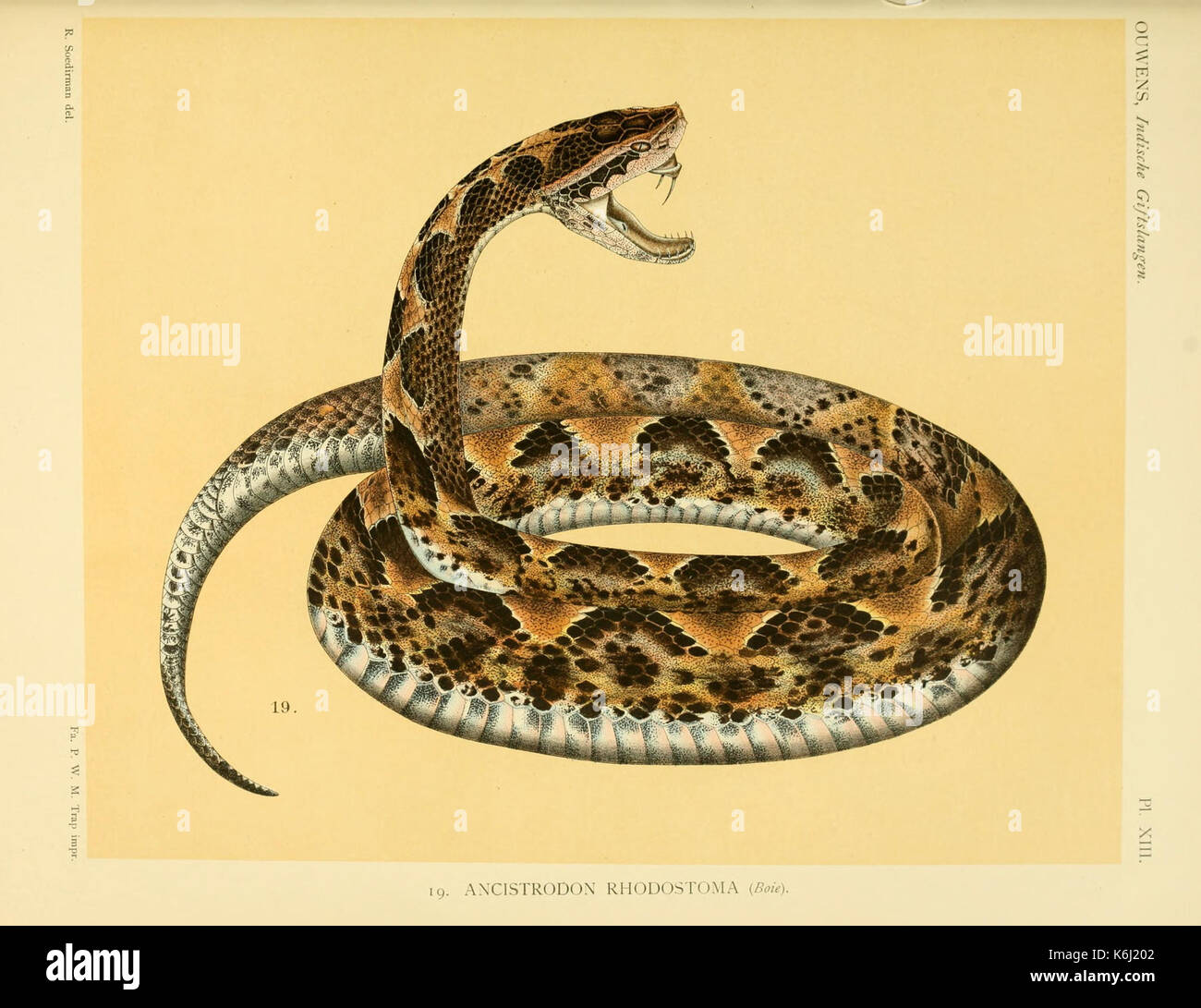 De voornaamste giftslangen van Nederlandsch Oost Indie (Planche XIII) BHL3704743 Banque D'Images