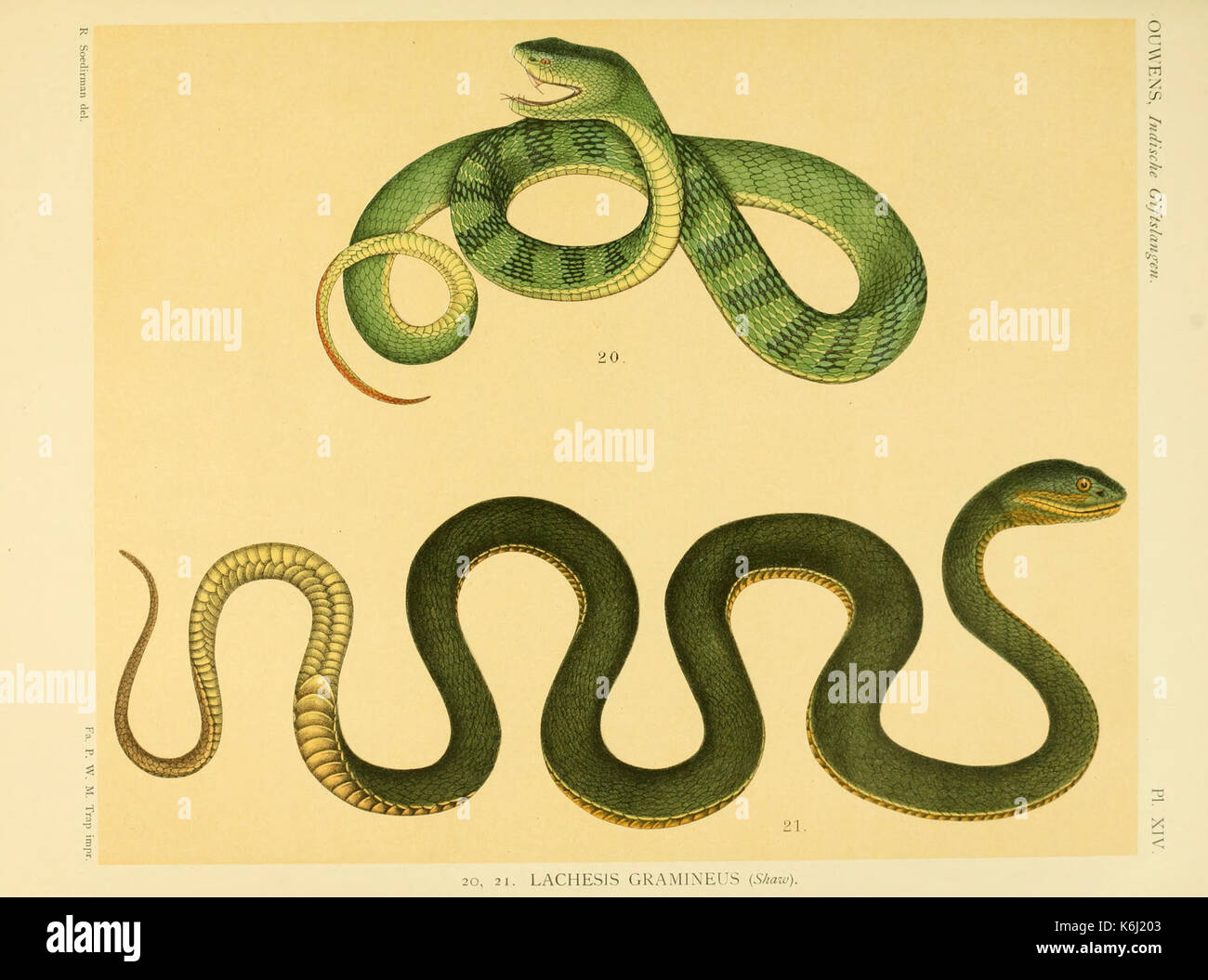 De voornaamste giftslangen van Nederlandsch Oost Indie (Planche XIV) BHL3704745 Banque D'Images