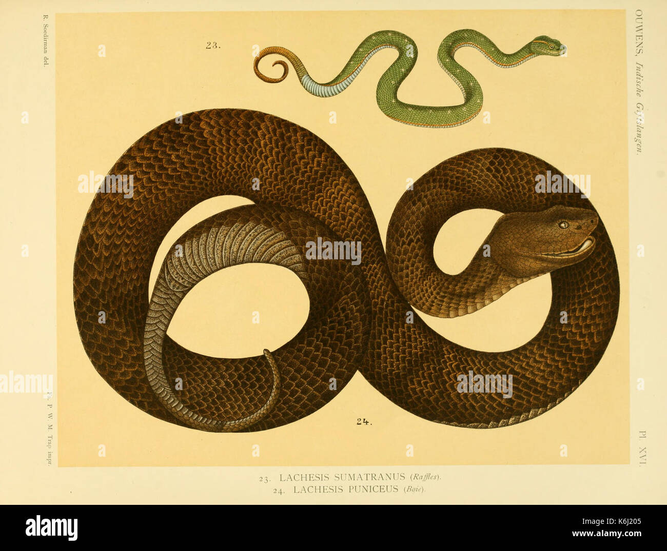 De voornaamste giftslangen van Nederlandsch Oost Indie (Planche XVI) BHL3704749 Banque D'Images