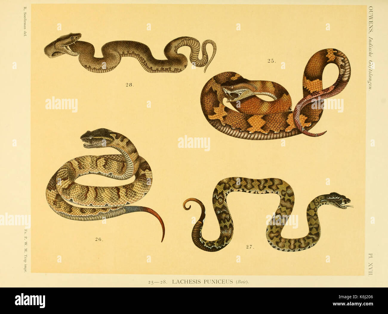 De voornaamste giftslangen van Nederlandsch Oost Indie (Planche XVII) BHL3704751 Banque D'Images