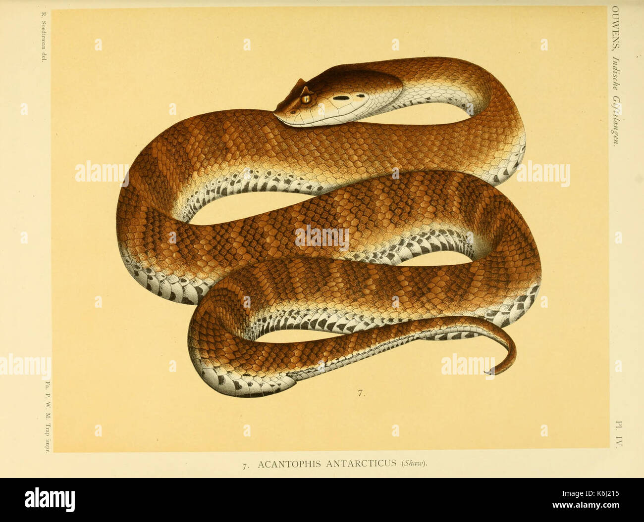 De voornaamste giftslangen van Nederlandsch Oost Indie (Planche IV) BHL3704725 Banque D'Images