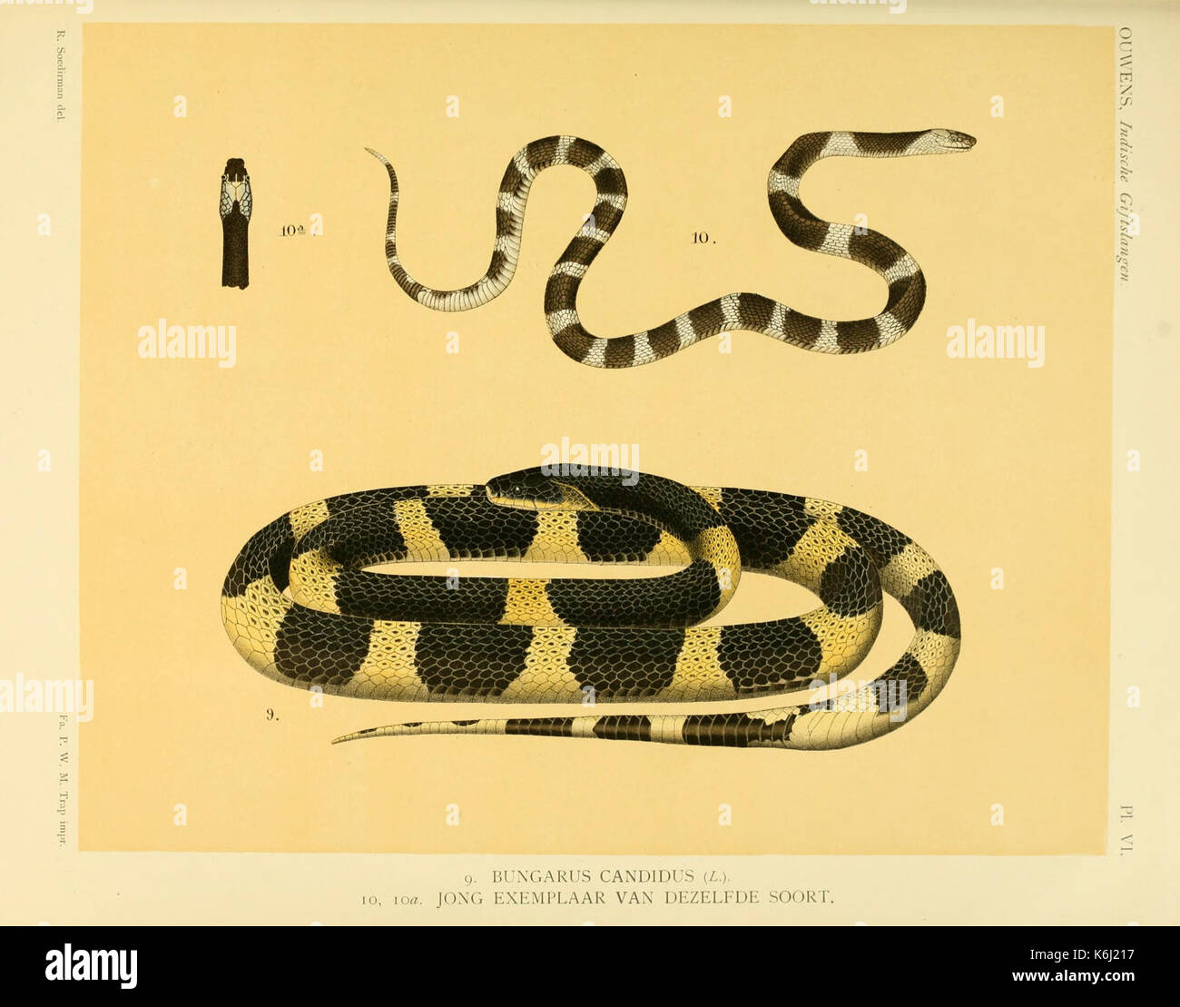 De voornaamste giftslangen van Nederlandsch Oost Indie (Planche VI) BHL3704729 Banque D'Images