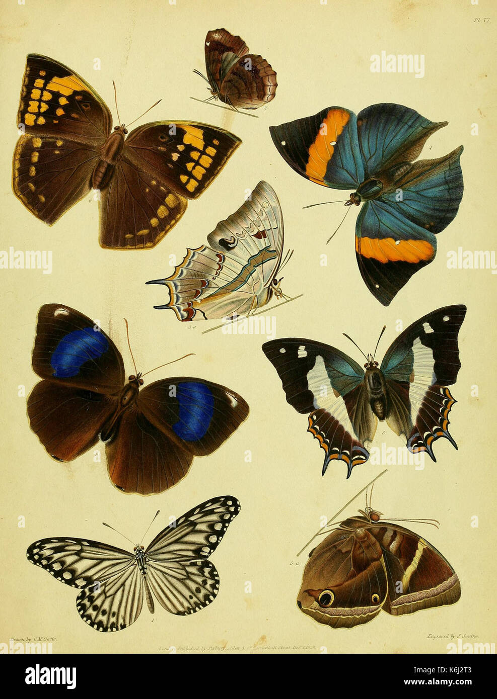 Catalogue descriptif des insectes lépidoptères figurant dans le Musée de l'honorable Compagnie des Indes BHL37023709 Banque D'Images