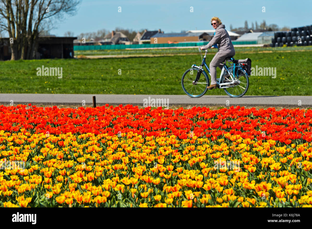 Les femmes sur un vélo à la recherche à un champ de tulipes en fleurs dans la région de bollenstreek, voorhout, Pays-Bas Banque D'Images
