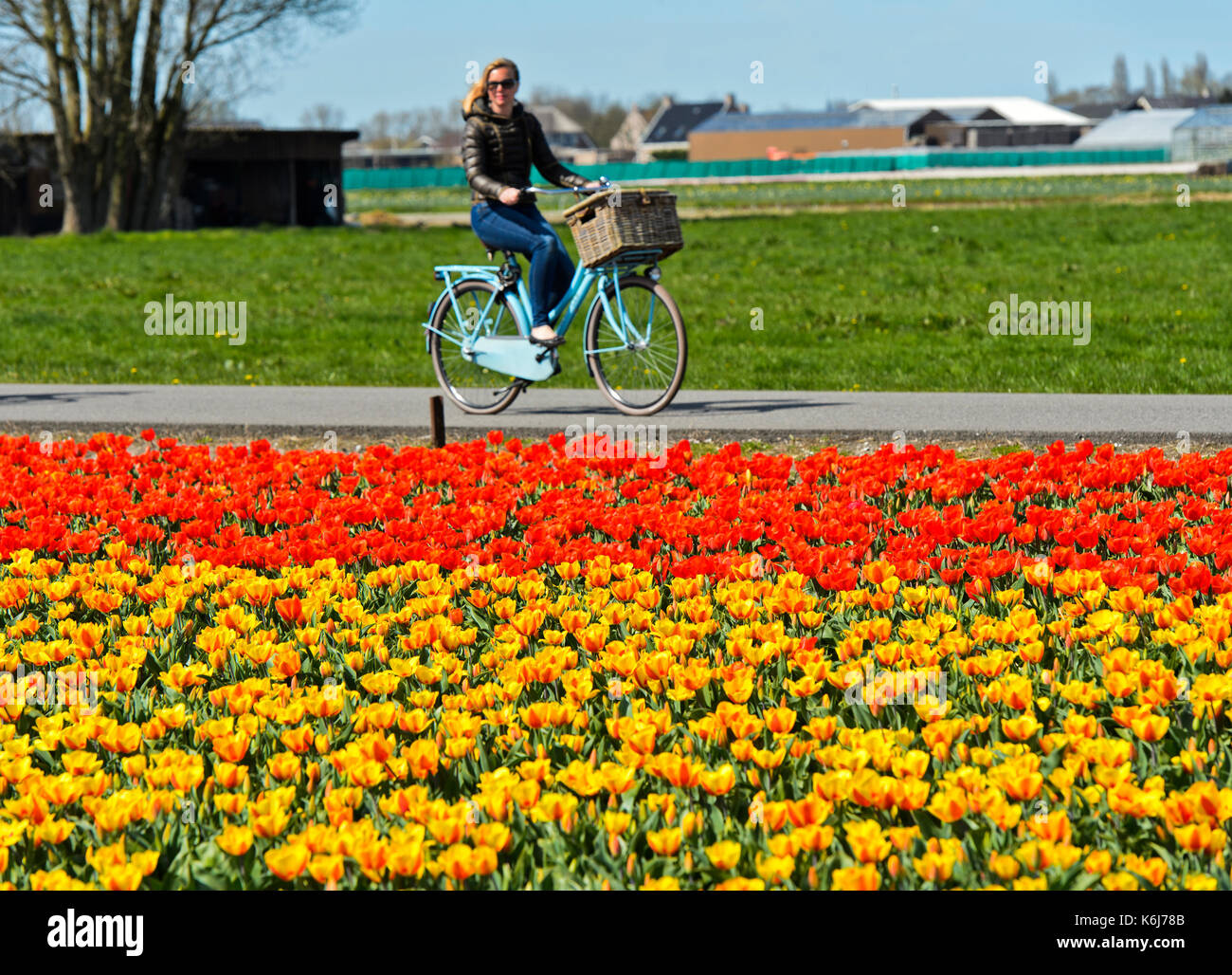 Femme biker en passant par un champ de tulipes en fleurs dans la région de bollenstreek, voorhout, Pays-Bas Banque D'Images