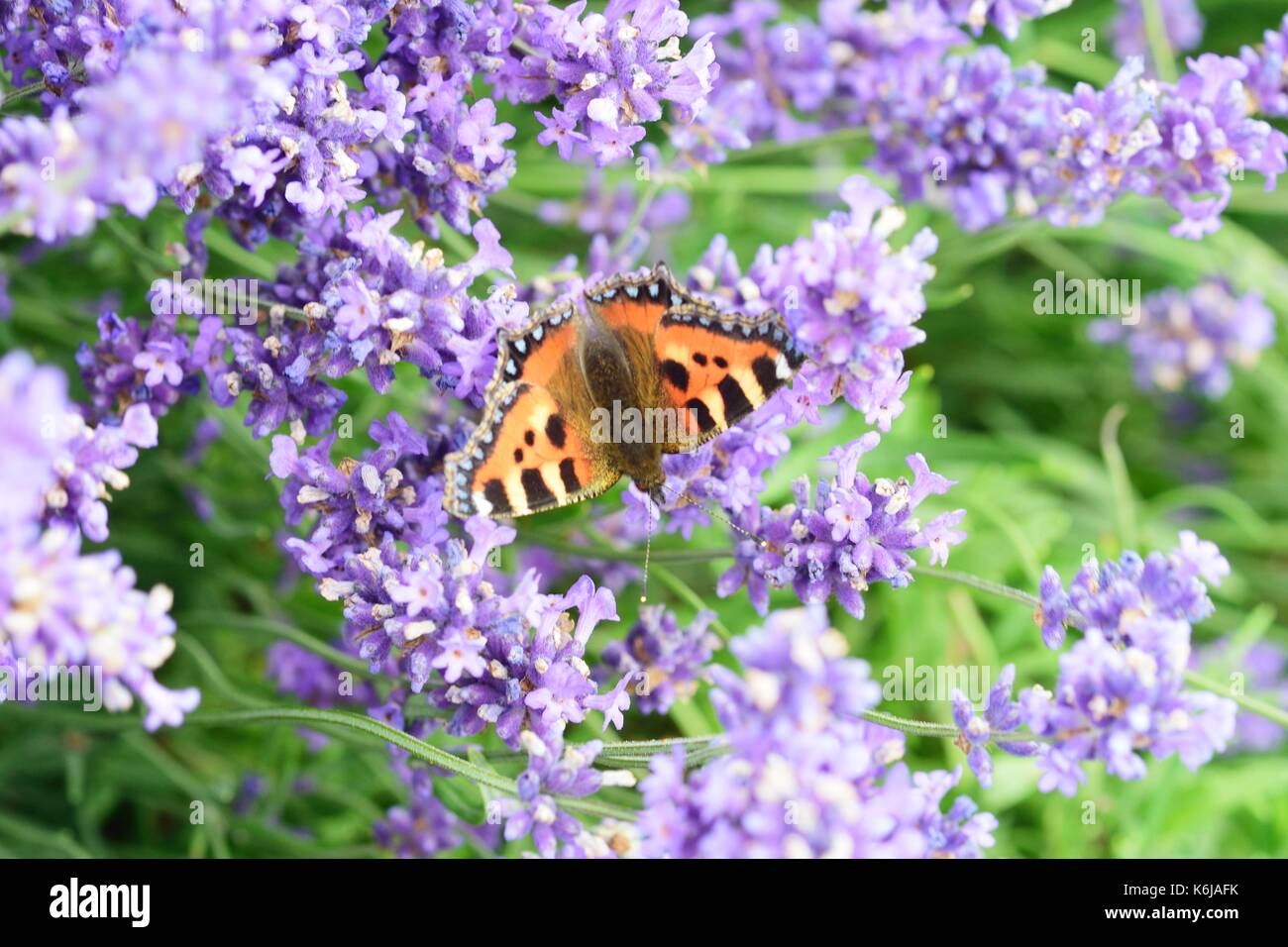 Papillon sur des fleurs de lavande dans le champ Banque D'Images