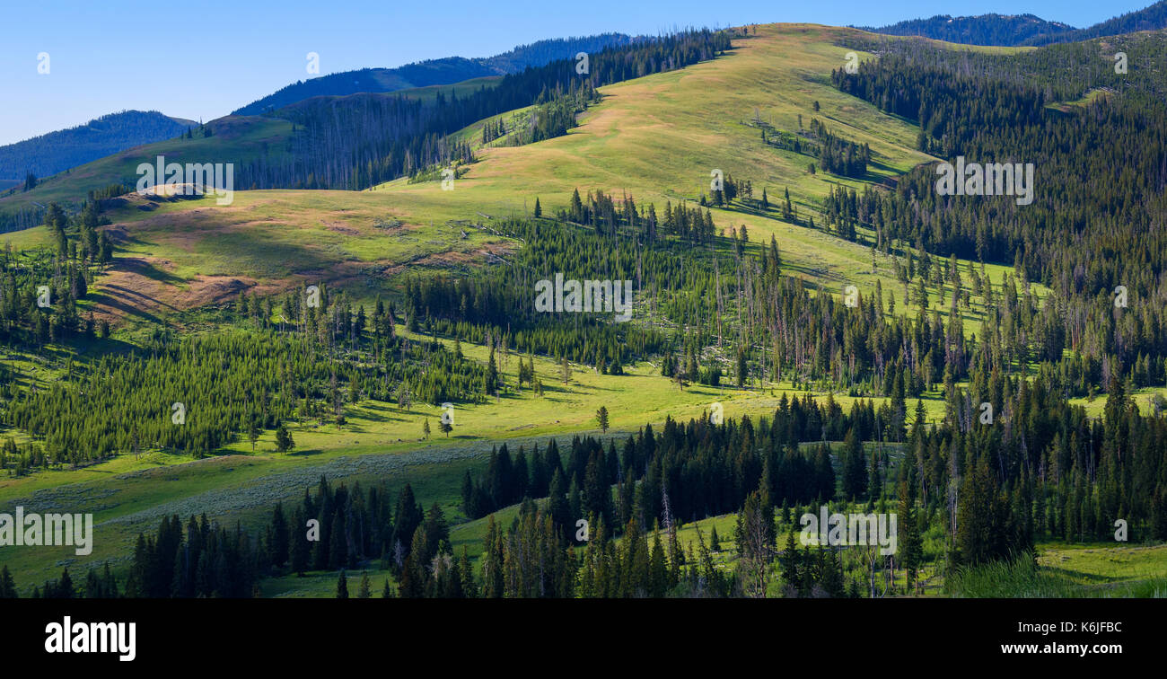La forêt de montagne paysage panoramique. la lumière du soleil, ciel bleu. voyages usa. Banque D'Images