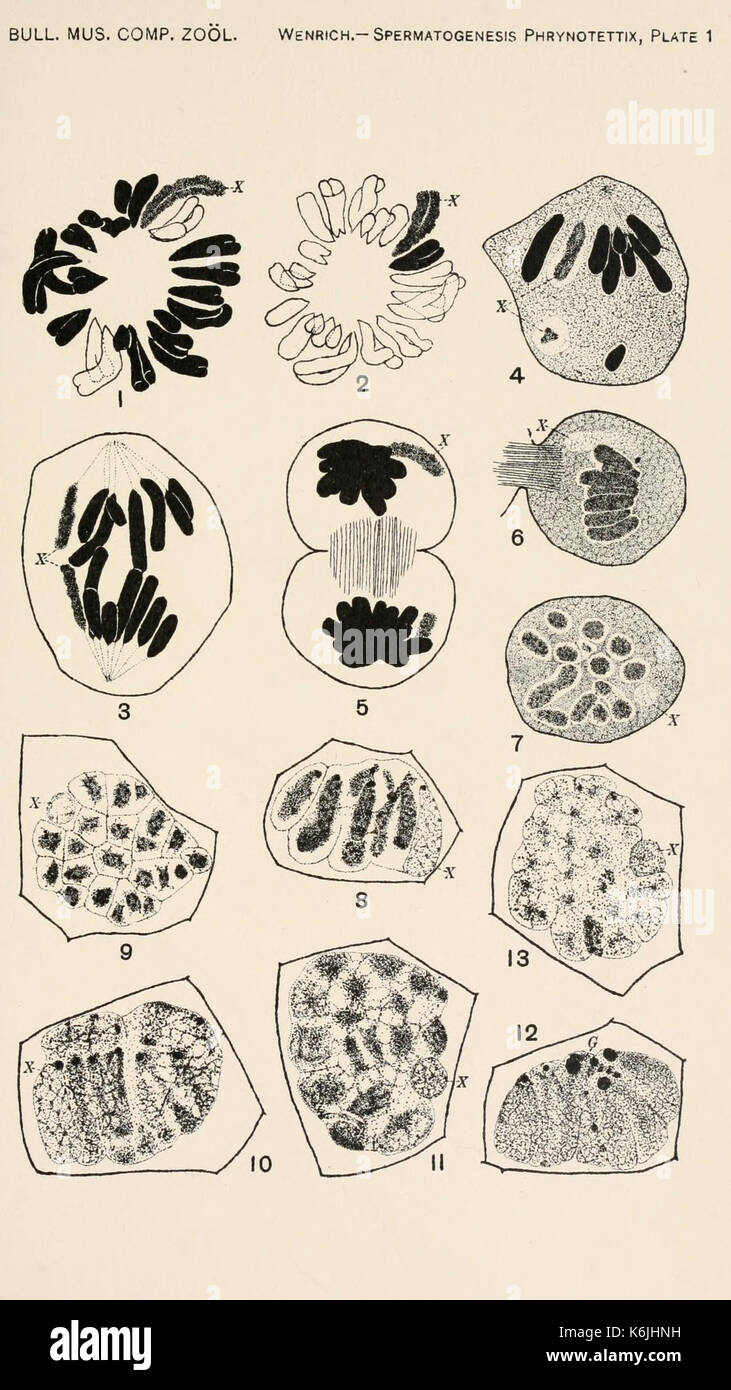 Bulletin du Museum of Comparative Zoology de Harvard College (planche 1) BHL2748240 Banque D'Images