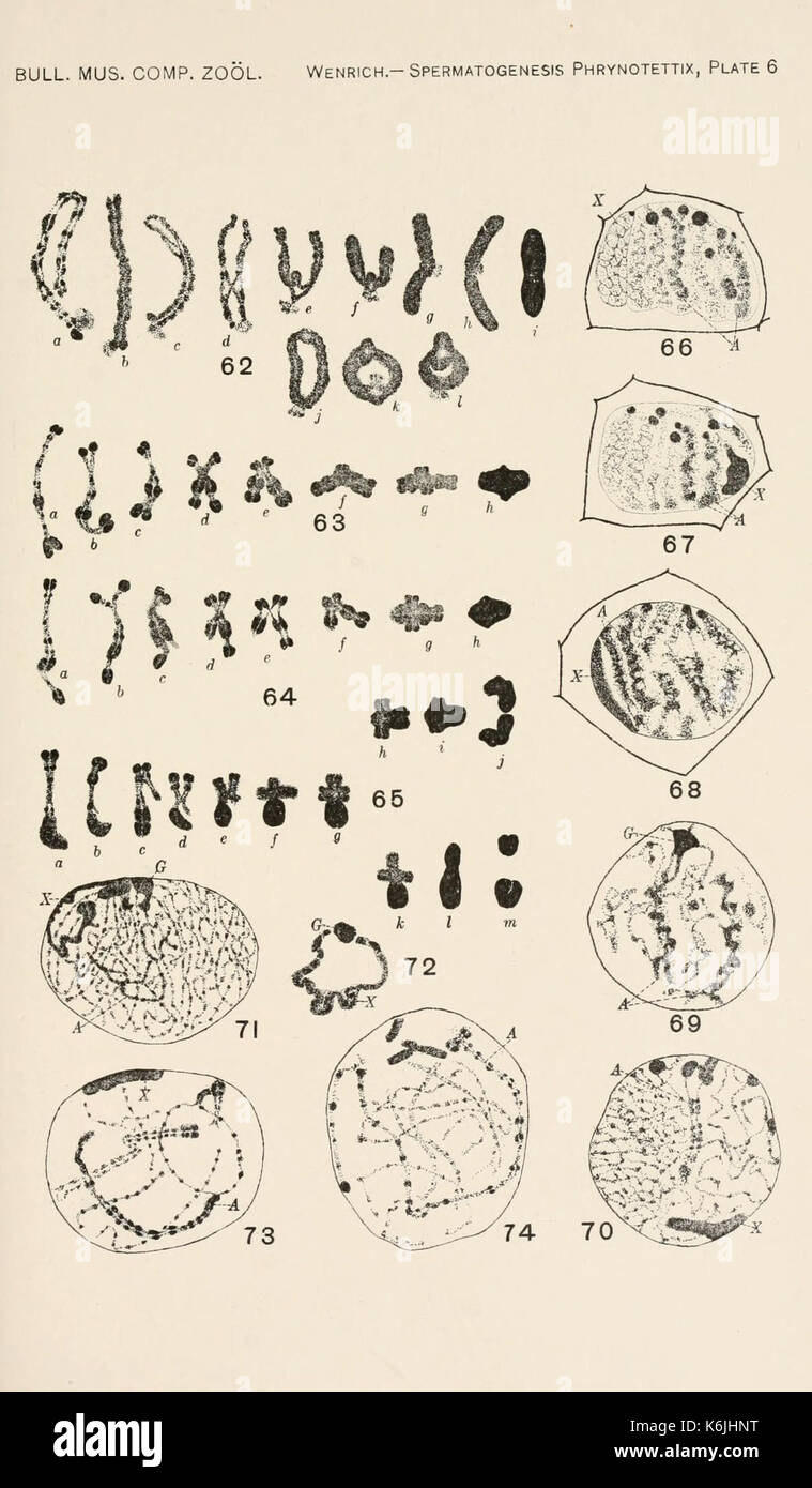 Bulletin du Museum of Comparative Zoology de Harvard College (planche 6) BHL2748260 Banque D'Images