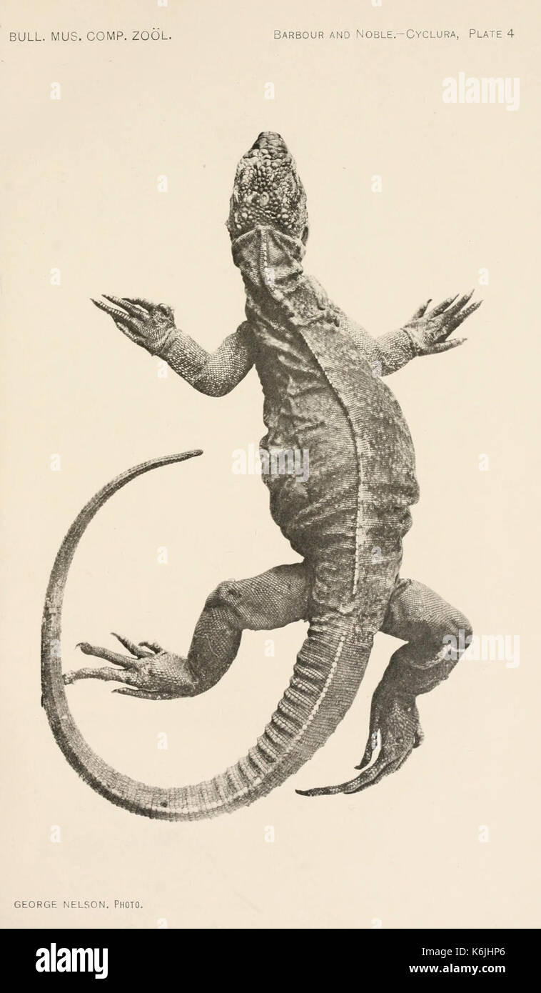 Bulletin du Museum of Comparative Zoology de Harvard College (planche 4) BHL2748318 Banque D'Images