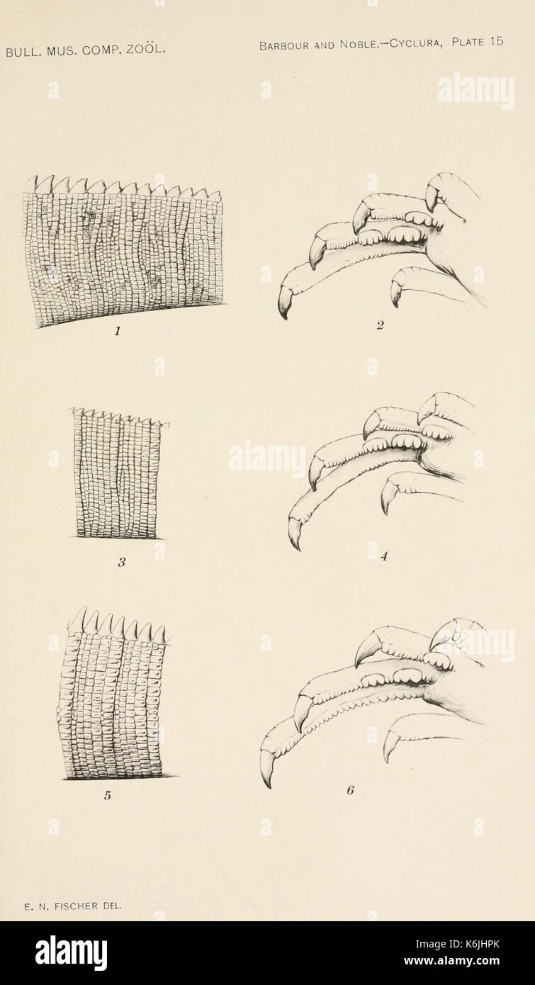 Bulletin du Museum of Comparative Zoology de Harvard College (planche 15) BHL2748408 Banque D'Images