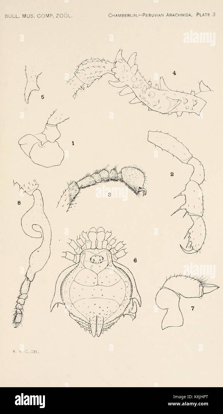 Bulletin du Museum of Comparative Zoology de Harvard College (plaque 3) BHL2748621 Banque D'Images